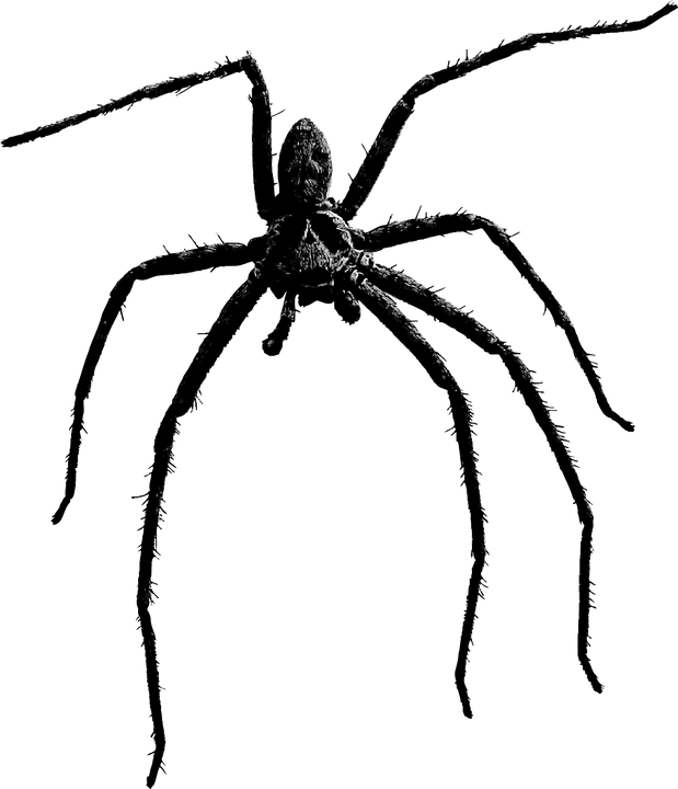 spider arachnid insect vector graphic pixabay #24534