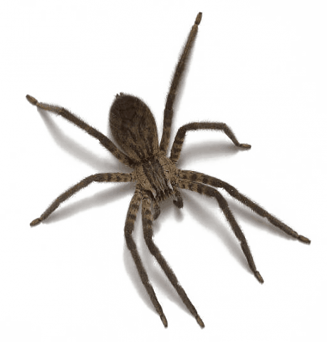 spider, pest home pest control nashville and middle #24564