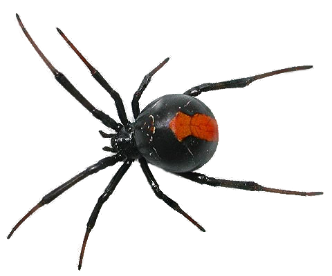 spider png camelfobia deviantart #24518