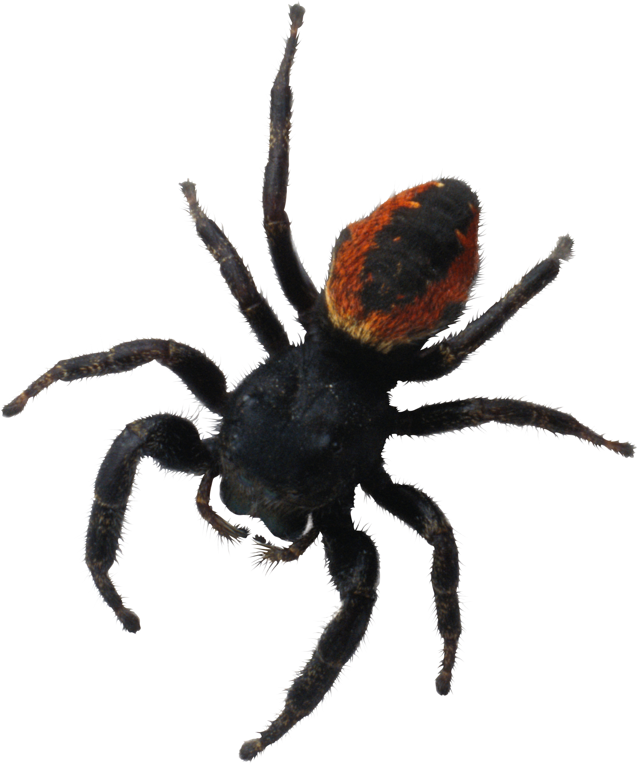 spider png images download crazypngm crazy #24526