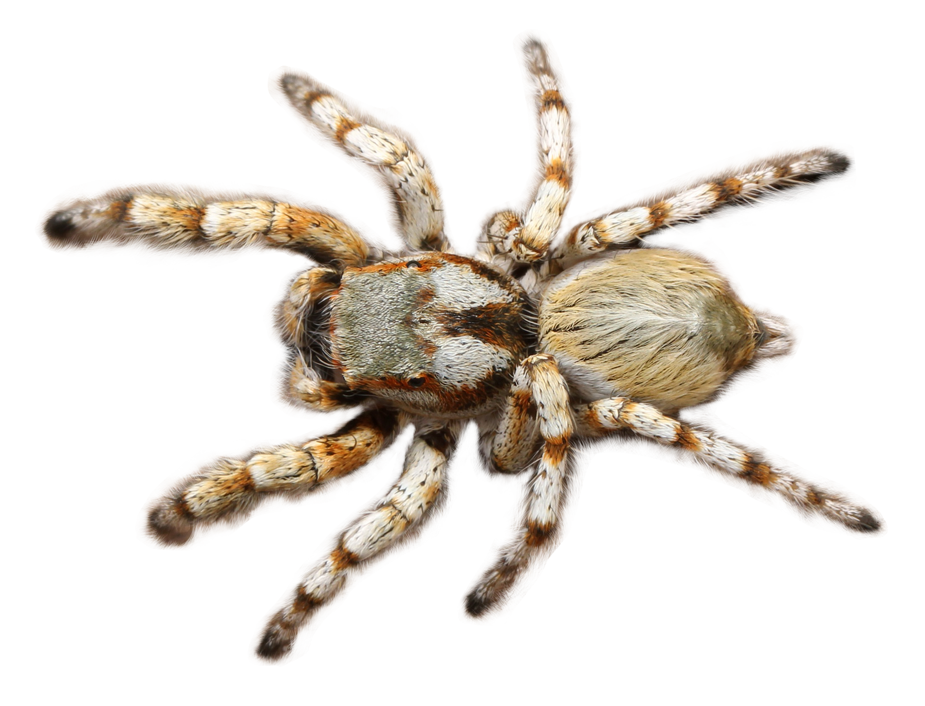 spider png transparent image pngpix #24508