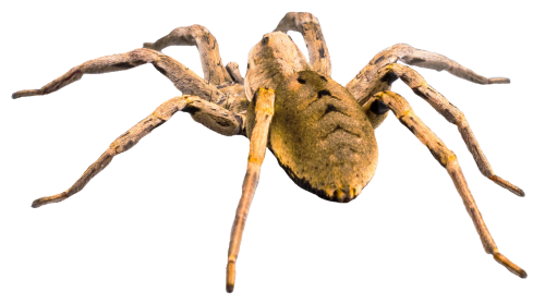 spider png transparent image pngpix #24557