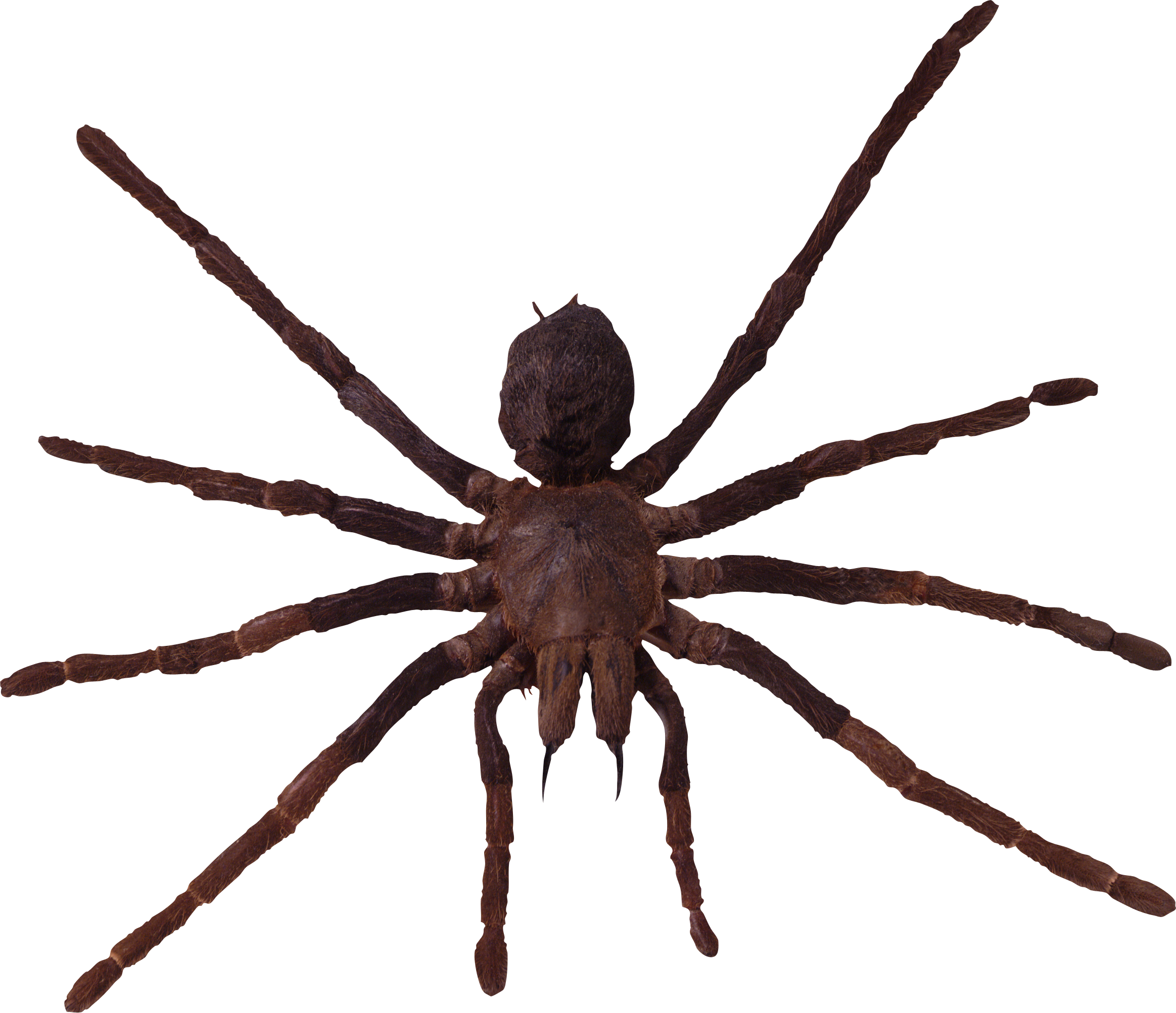 spider web transparent png #24513