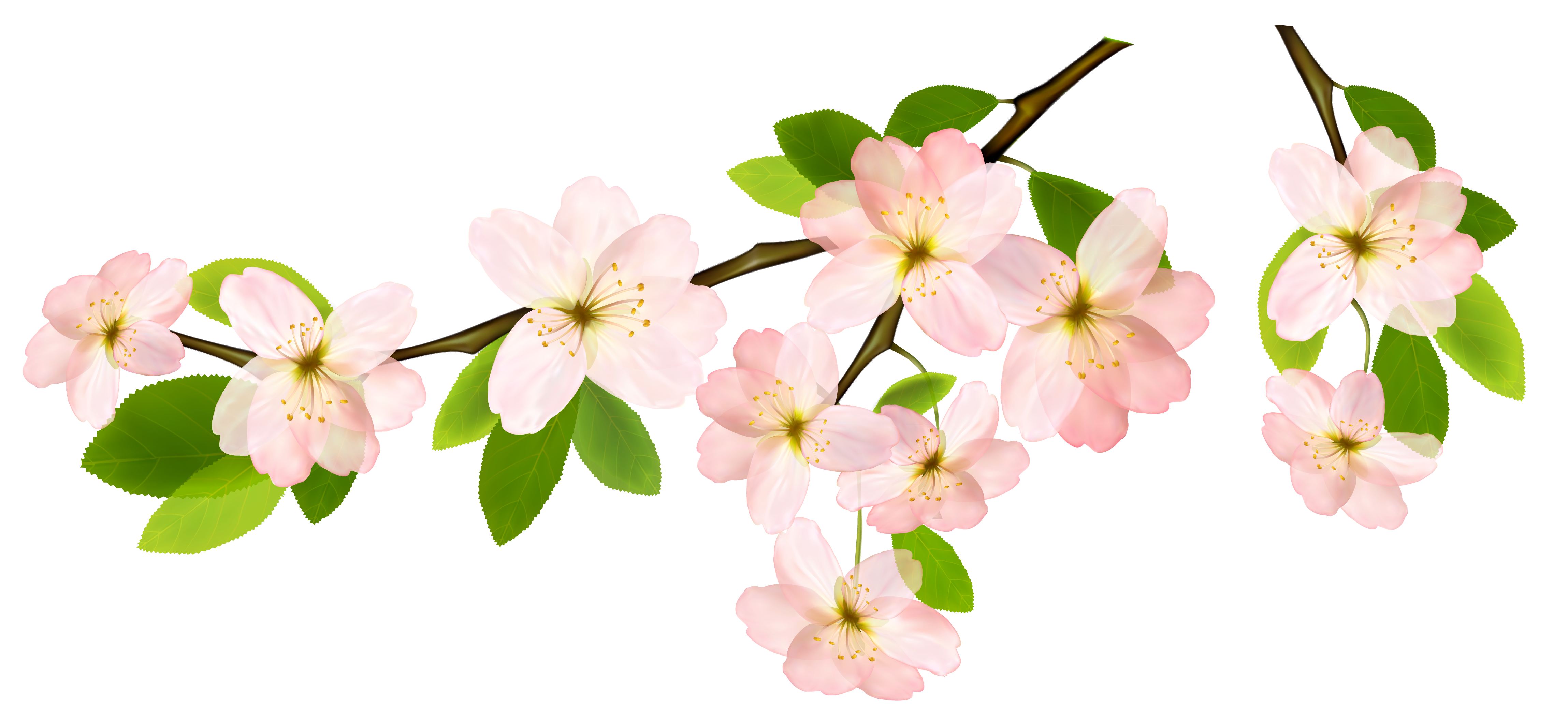 spring flower clipart png