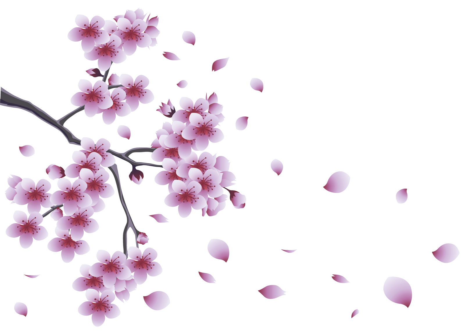 pink flowers png #41523