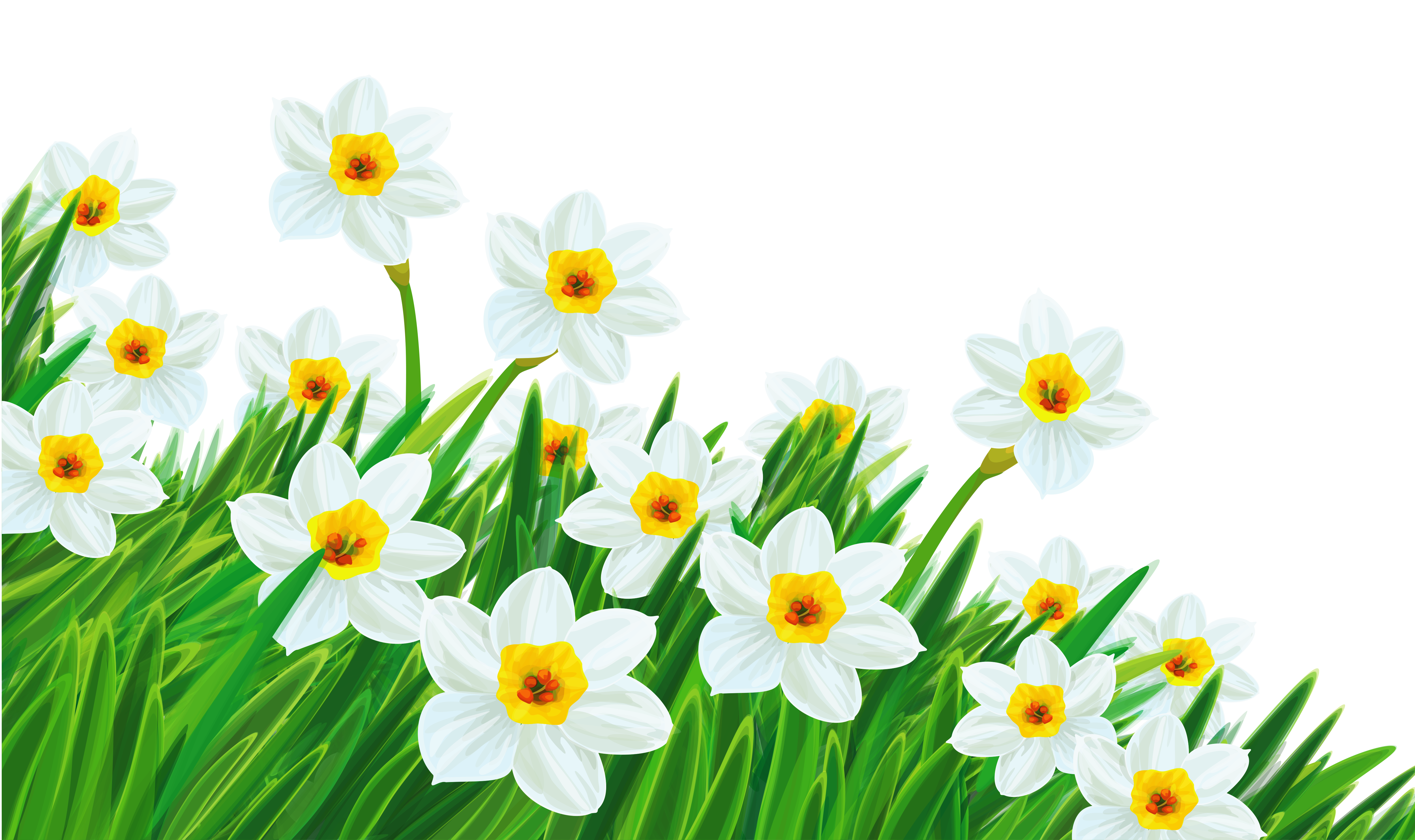 spring green daffodil png image #41540