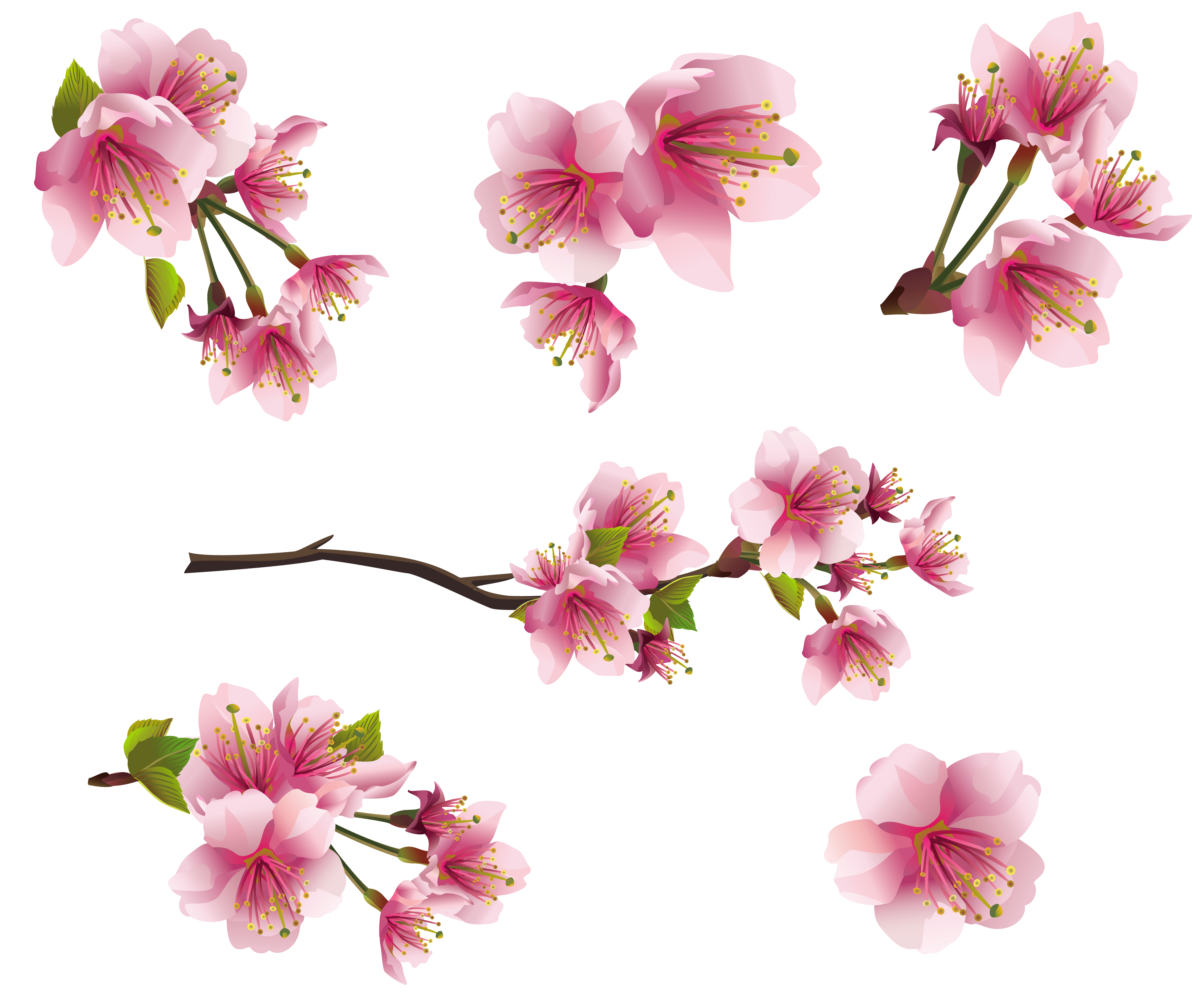 Spring PNG Images, Spring Flowers Transparent Background