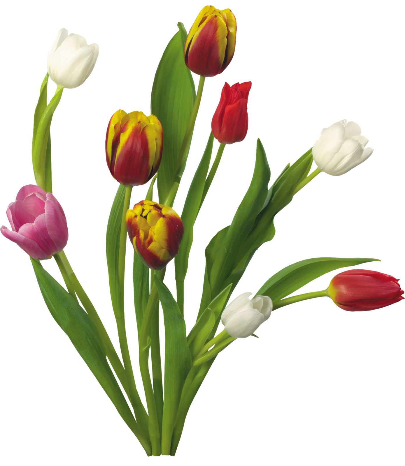 tulip png spring flores transparent #41538