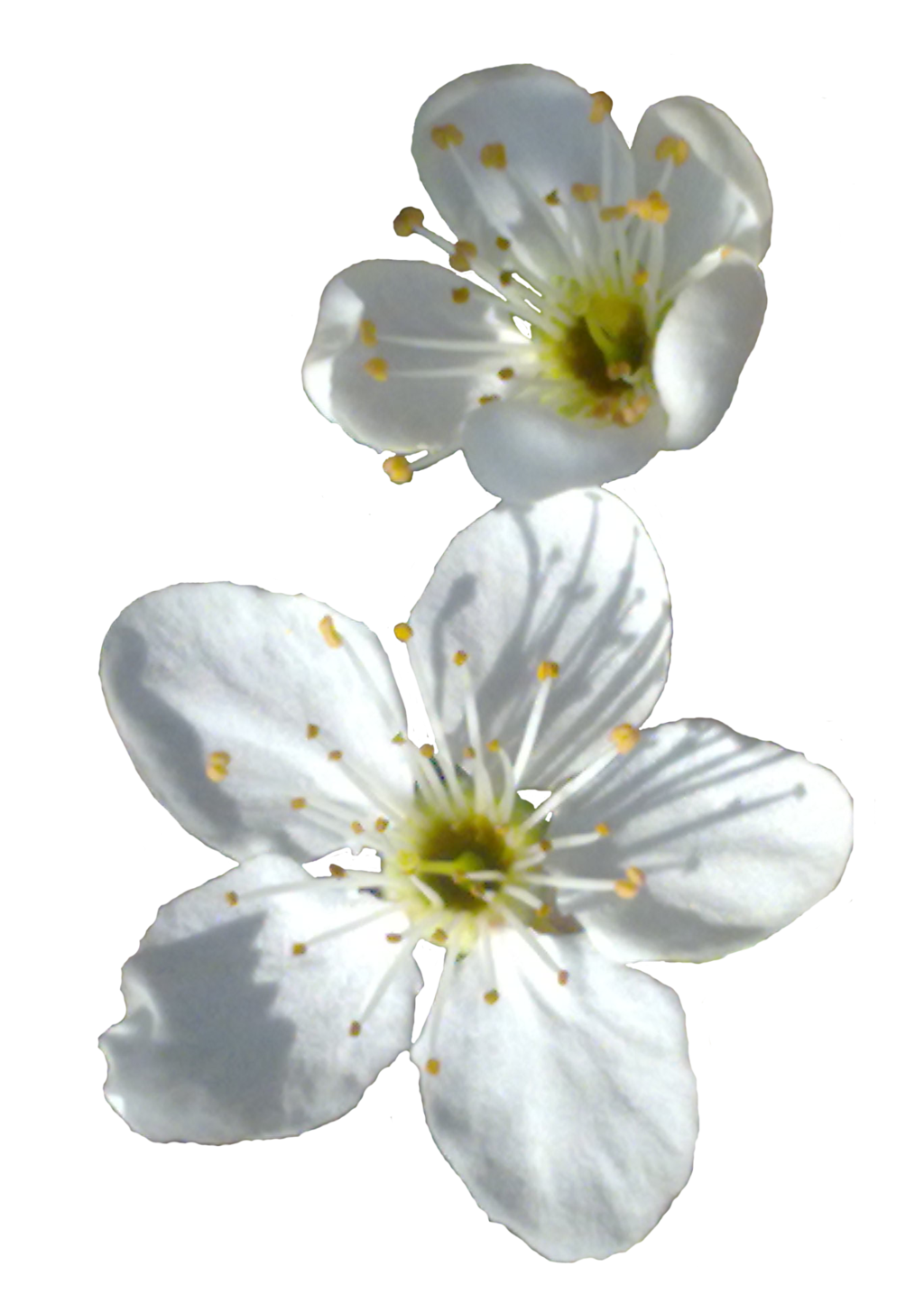 white spring flower download png #41535