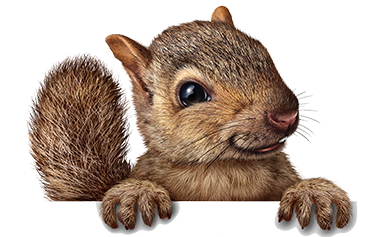 dallas houston best squirrel removal services trapping usa #36934