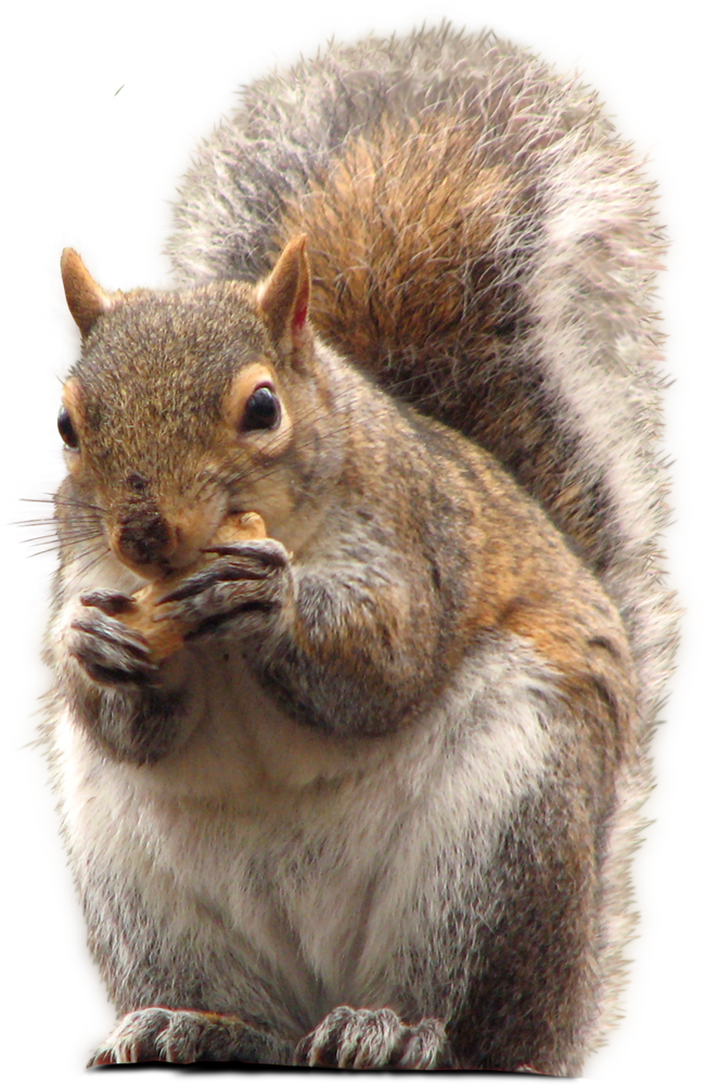 download squirrel png transparent images images #36932