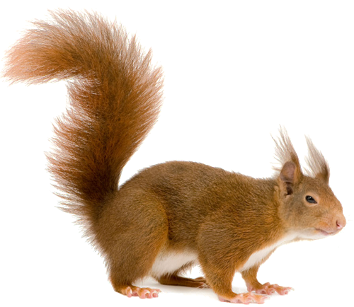 download squirrel png transparent images images #36973