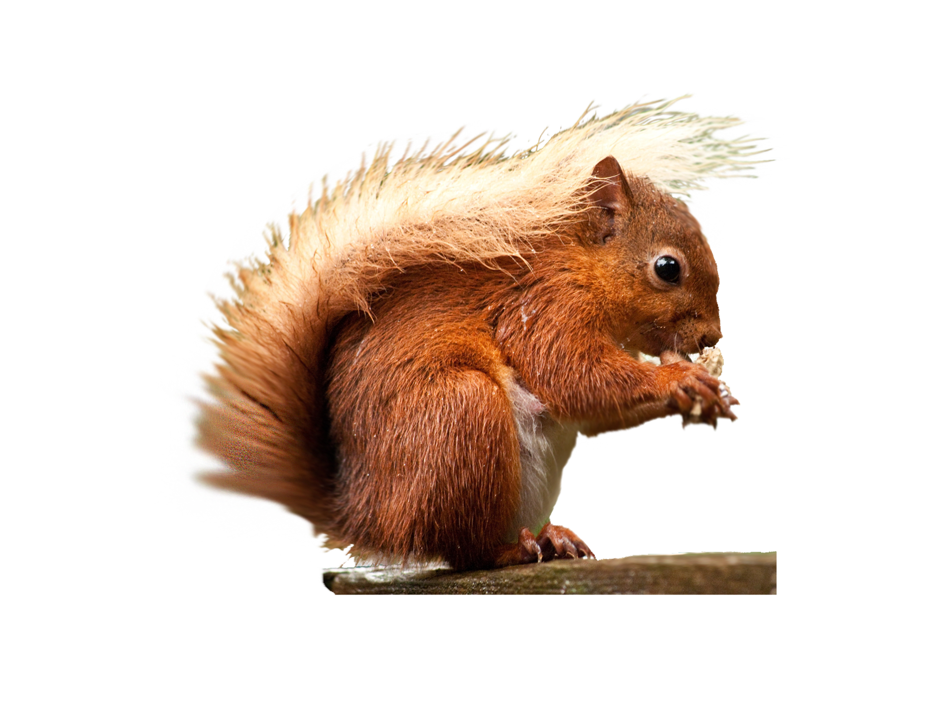 download squirrel png transparent images images #37001