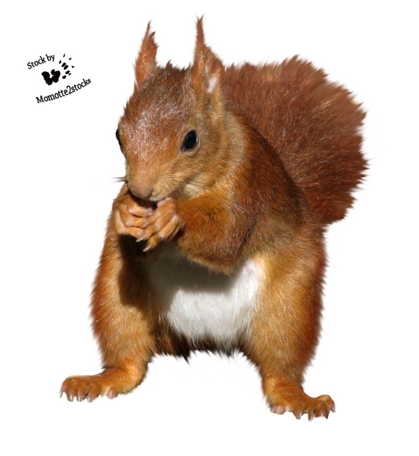 Squirrel PNG - Cartoon Squirrel, Squirrel Clipart Images