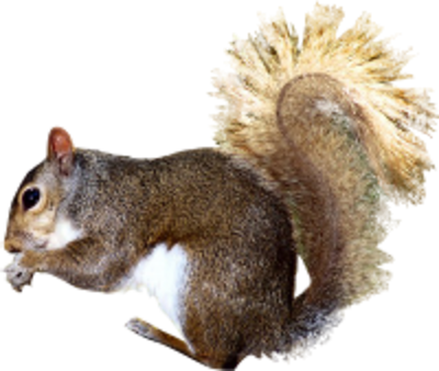 psd detail squirrel official psds #36983