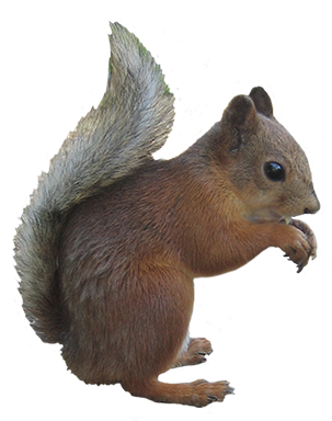 squirrel animal clip art #36946