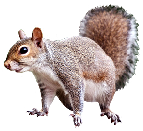 squirrel animal clip art #36951