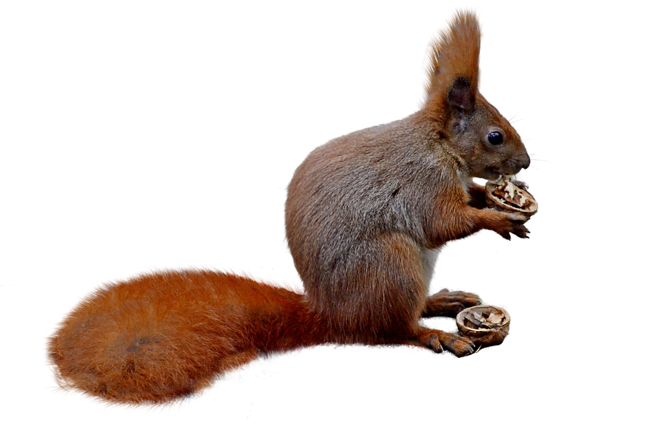 squirrel isolated nature photo pixabay #36970