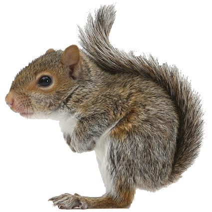 squirrel pin kentucky lady nutcrackers cute animals #36933