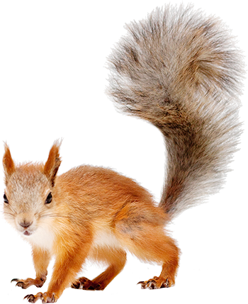 squirrel pin pou edvate jana stenke zvierat animals #37008