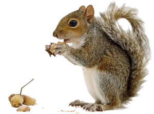 Squirrel PNG - Cartoon Squirrel, Squirrel Clipart Images