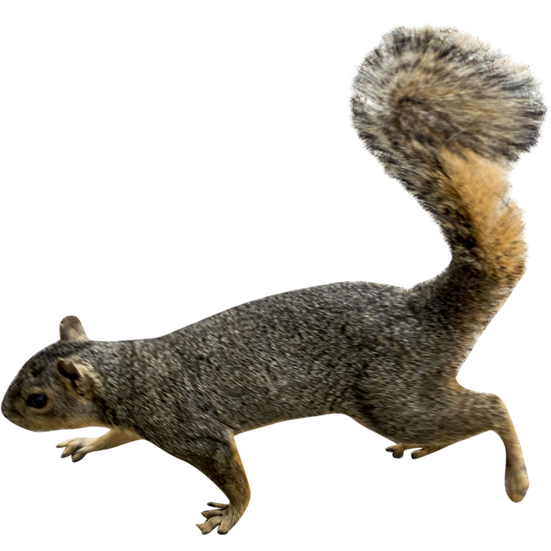 squirrel png transparent images #37004