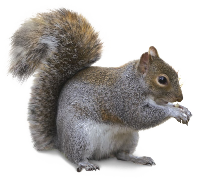 squirrel png transparent images pictures photos png arts #36941