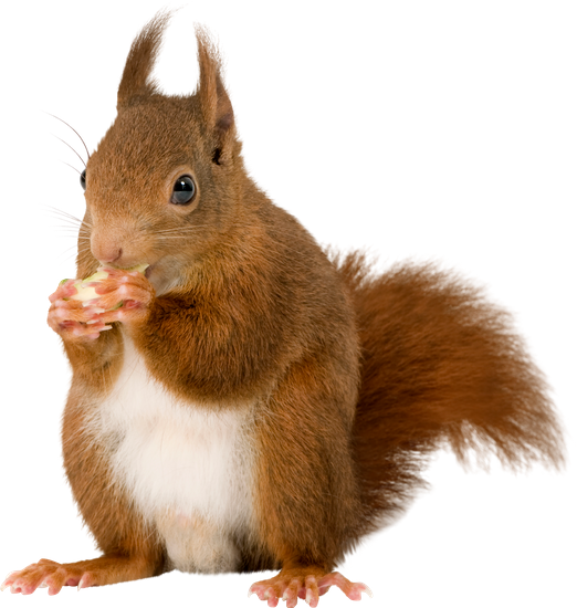 squirrel premium photos canva #36949