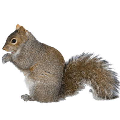 squirrel removal mississauga squirrel control solutions #36940