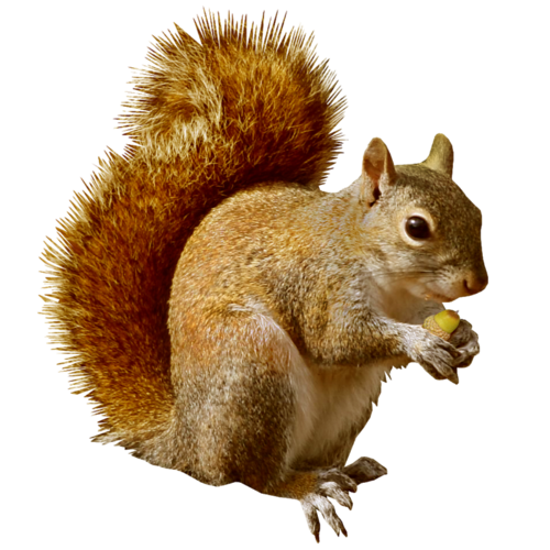 squirrel wildlife removal services indianapolis admiral #36937