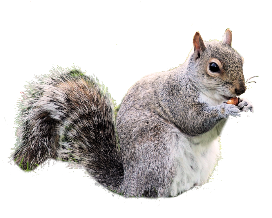 week squirrel weekly photoshop competition #36947