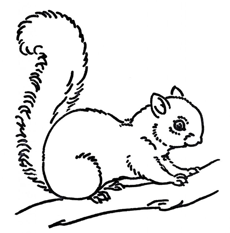 line art images squirrel drawings #37267