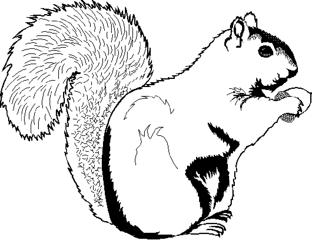 printable squirrel coloring pages for kids #37276