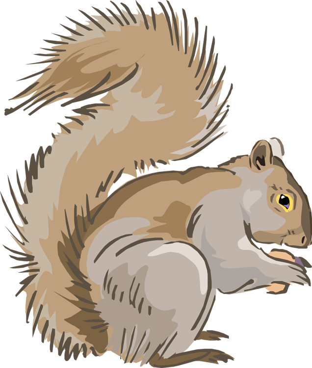 squirrel clipart #37266