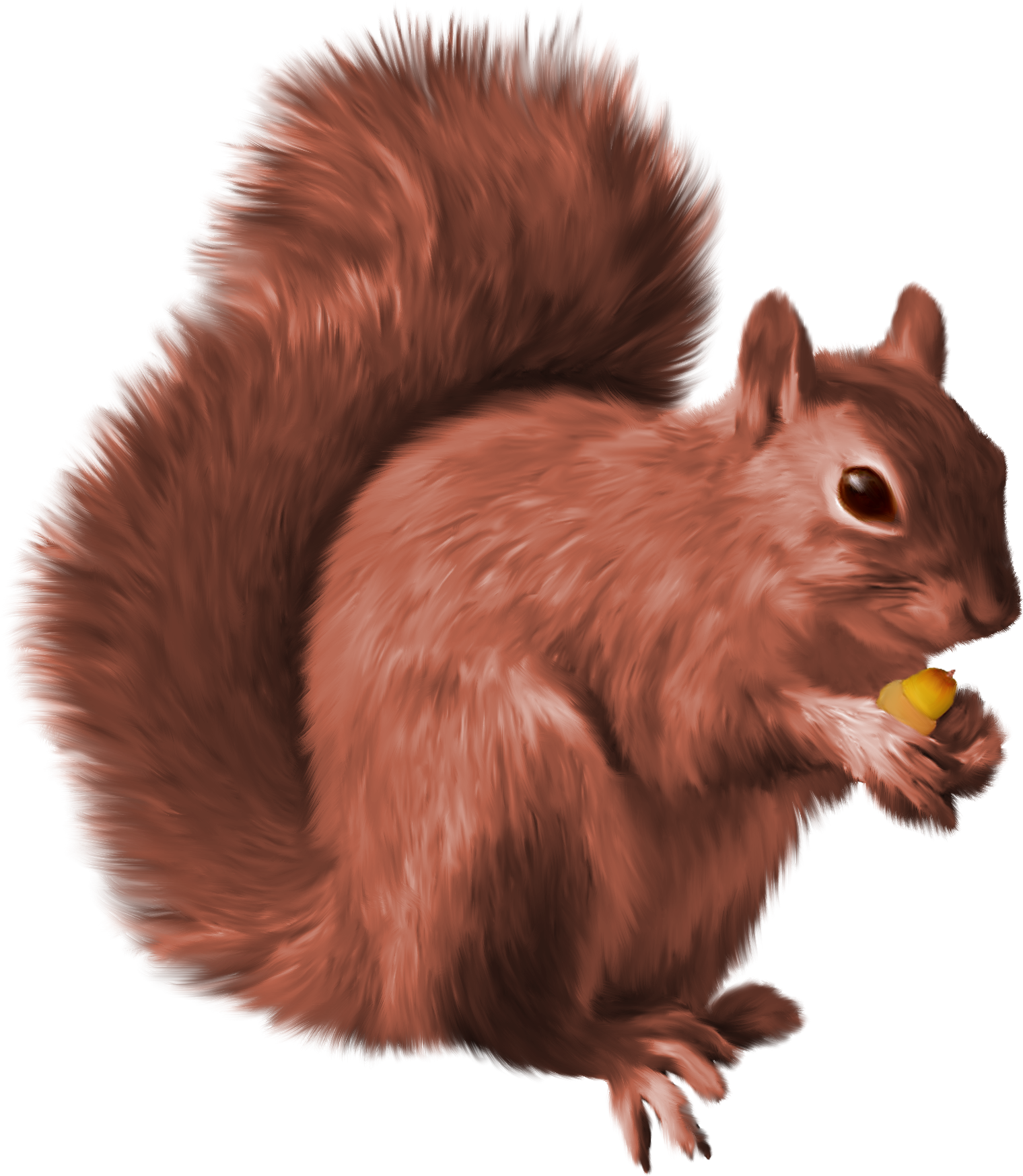 squirrel head png squirrel png nutcrackers #37273