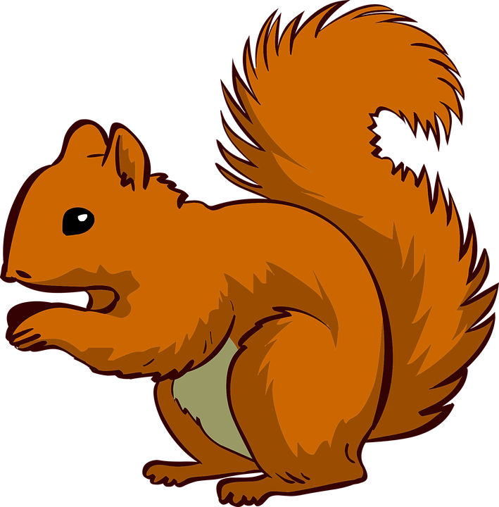 vector graphic squirrel animal pet #37283