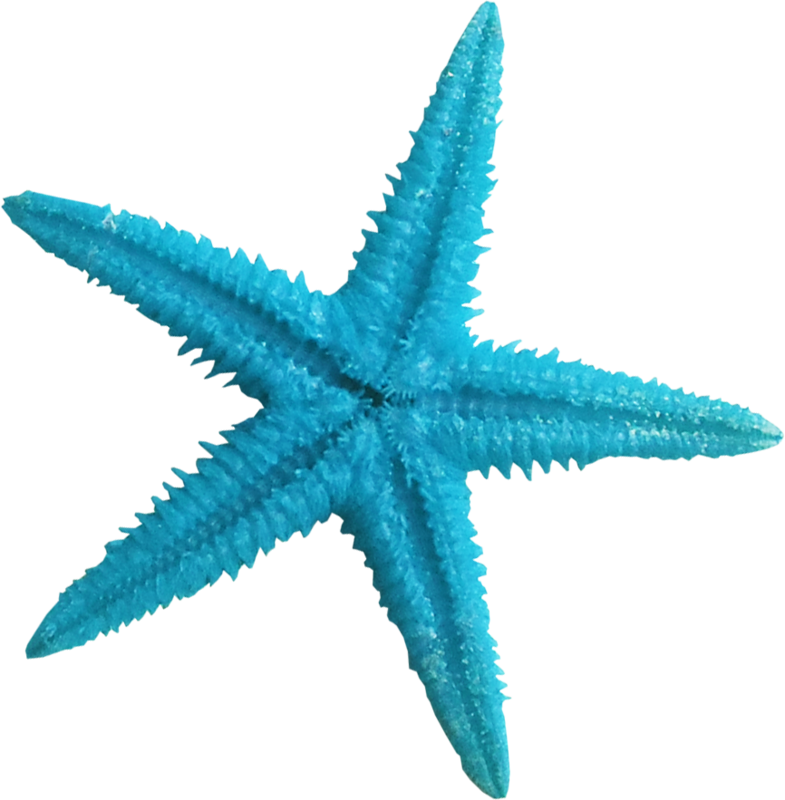 blue starfish clipart download best blue starfish clipart clipartmagm #28488