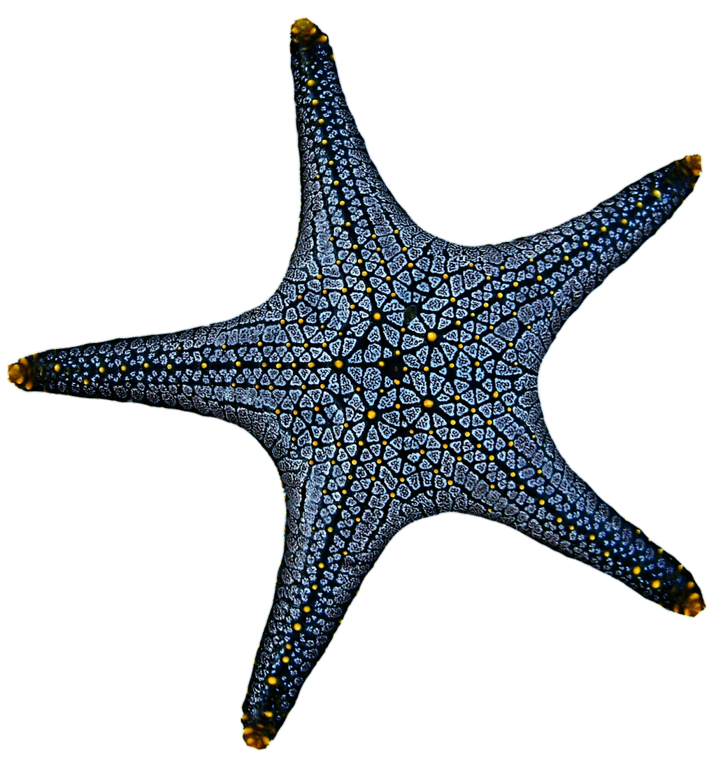 blue starfish png #28533