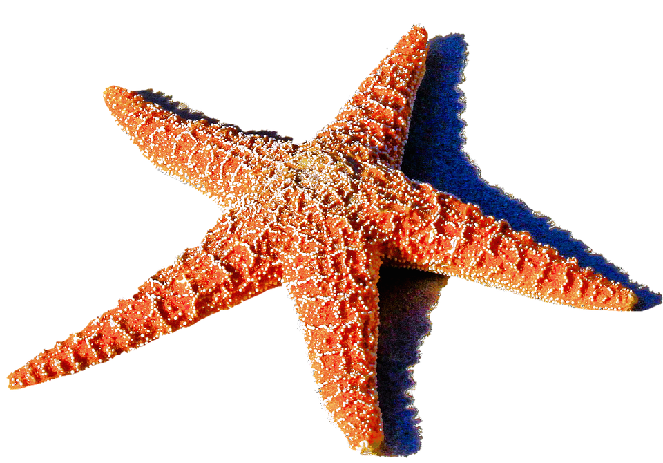 download starfish png transparent images and alpha background clipart images #28471