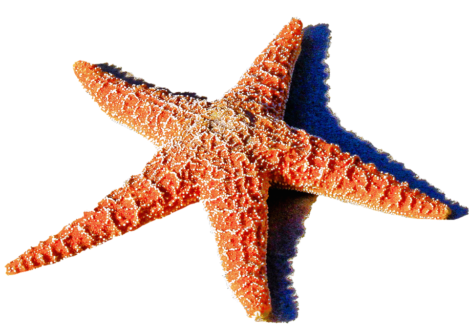 Starfish PNG Clipart, Free Download.