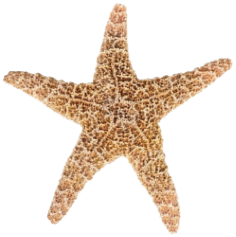 download starfish png transparent images and alpha background clipart images #28526