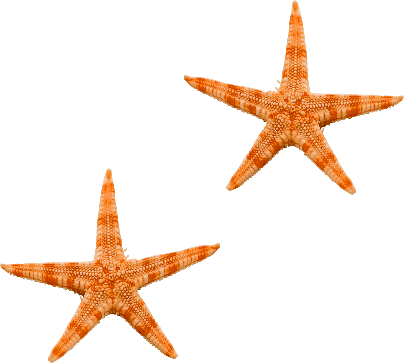 download starfish png transparent images and alpha background clipart images #28604