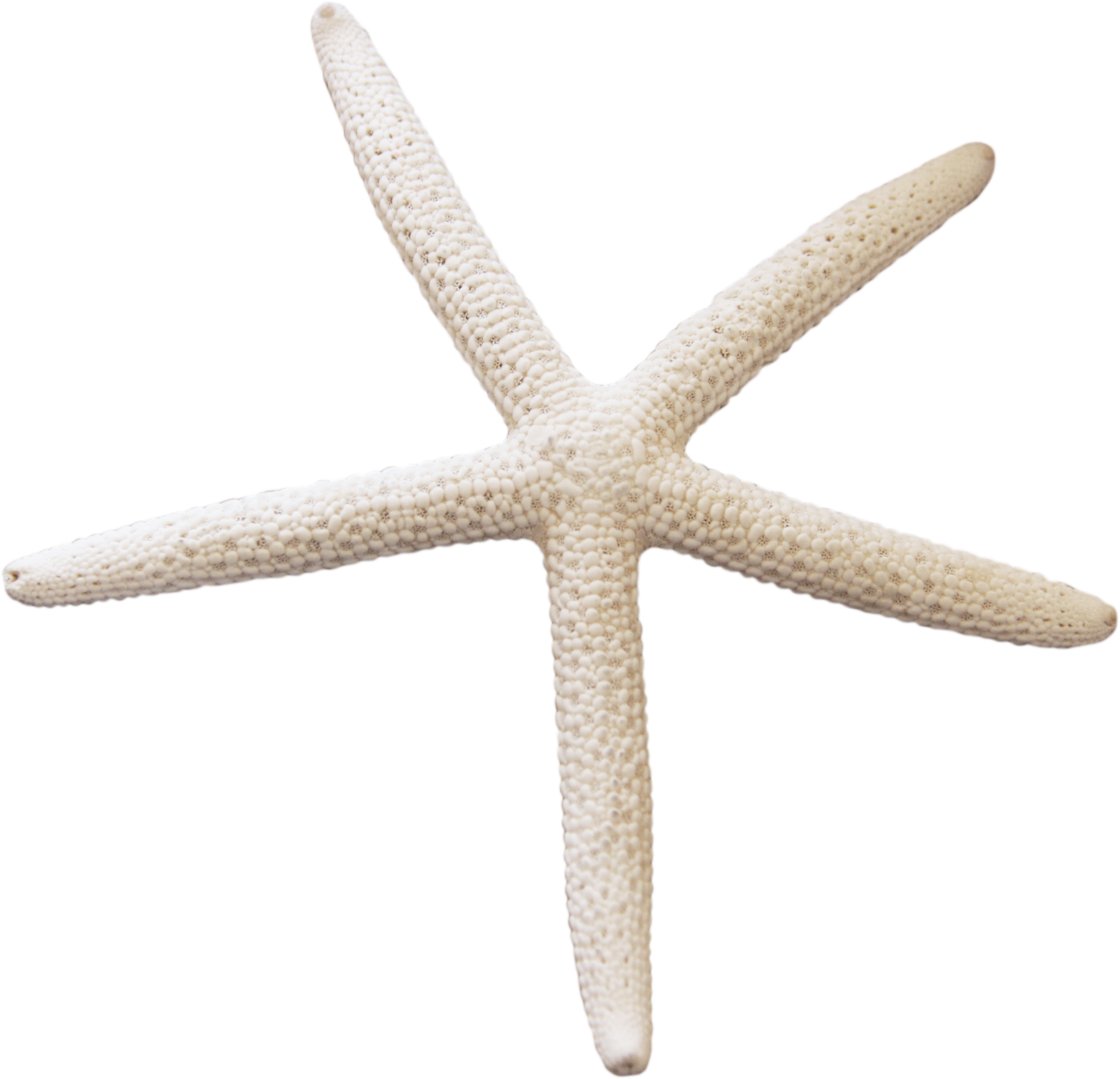 download starfish png transparent images and alpha background clipart images #28628