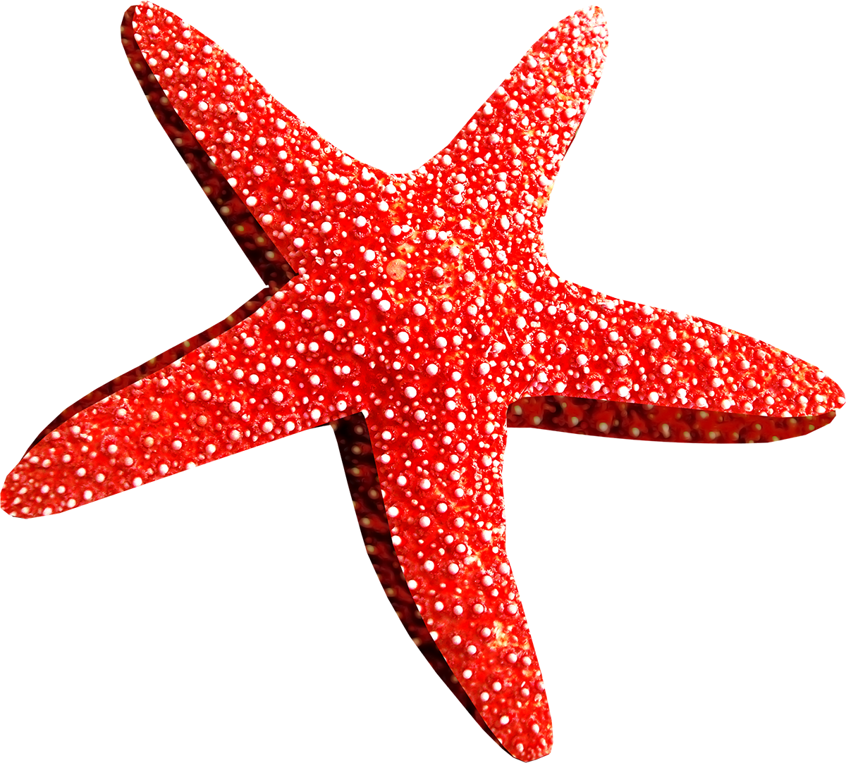 download starfish png transparent images and alpha background clipart images #28505