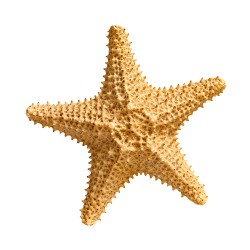 download starfish png transparent images transparent backgrounds pngriver com starfish png #28552