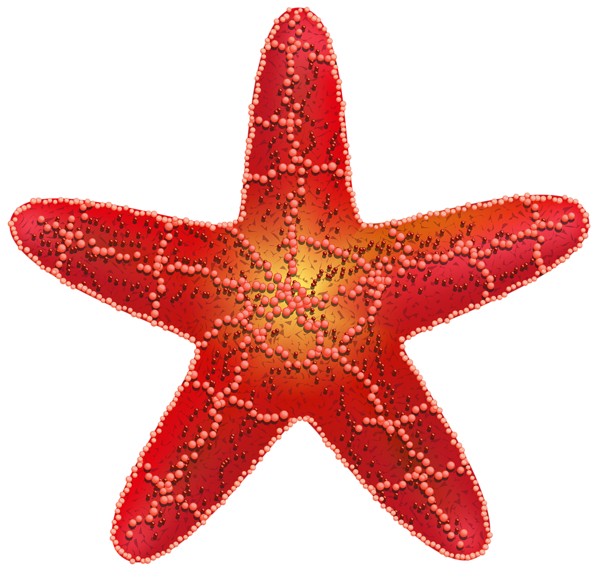 red starfish png clip art image gallery yopriceville high quality images and transparent png #28529