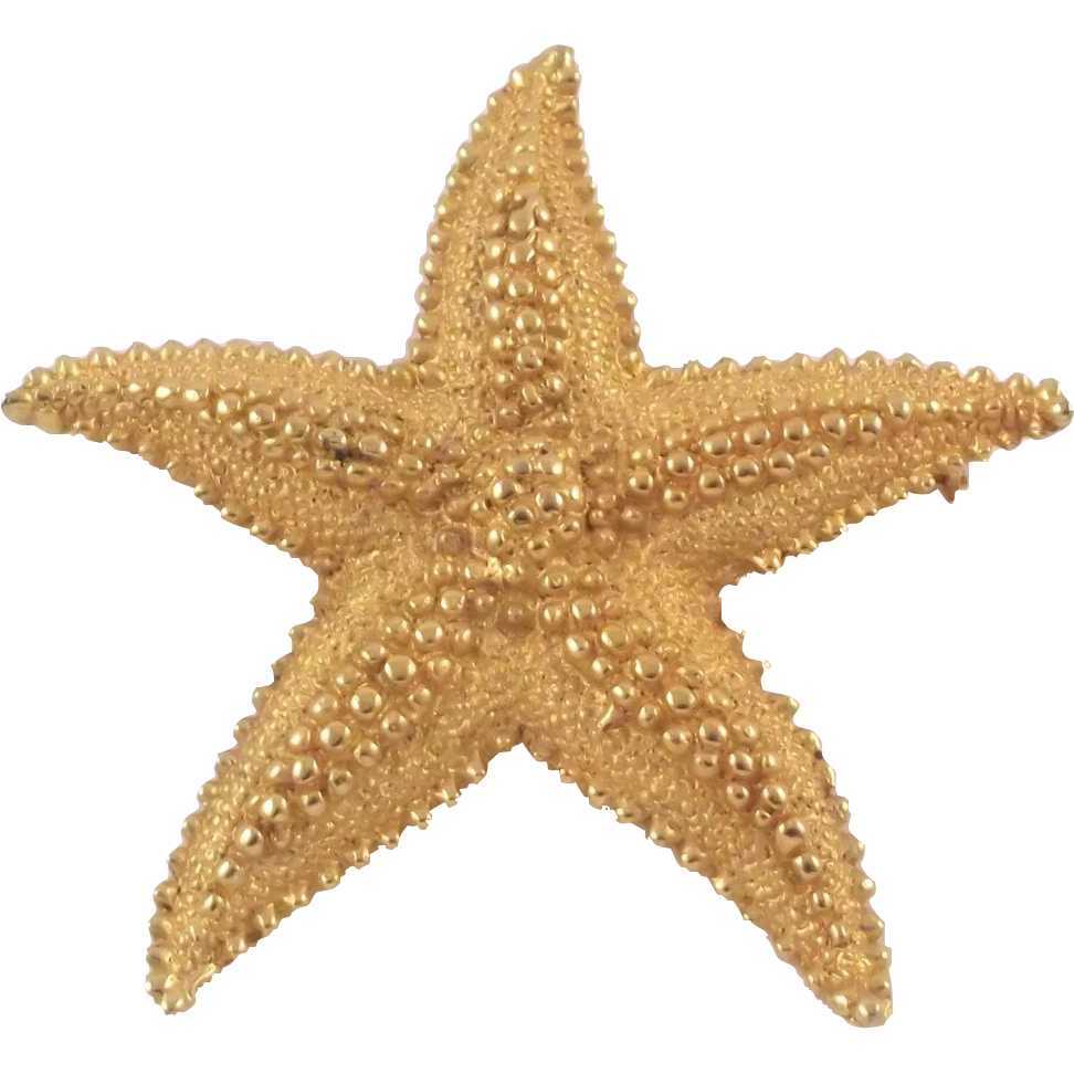 starfish png #28544