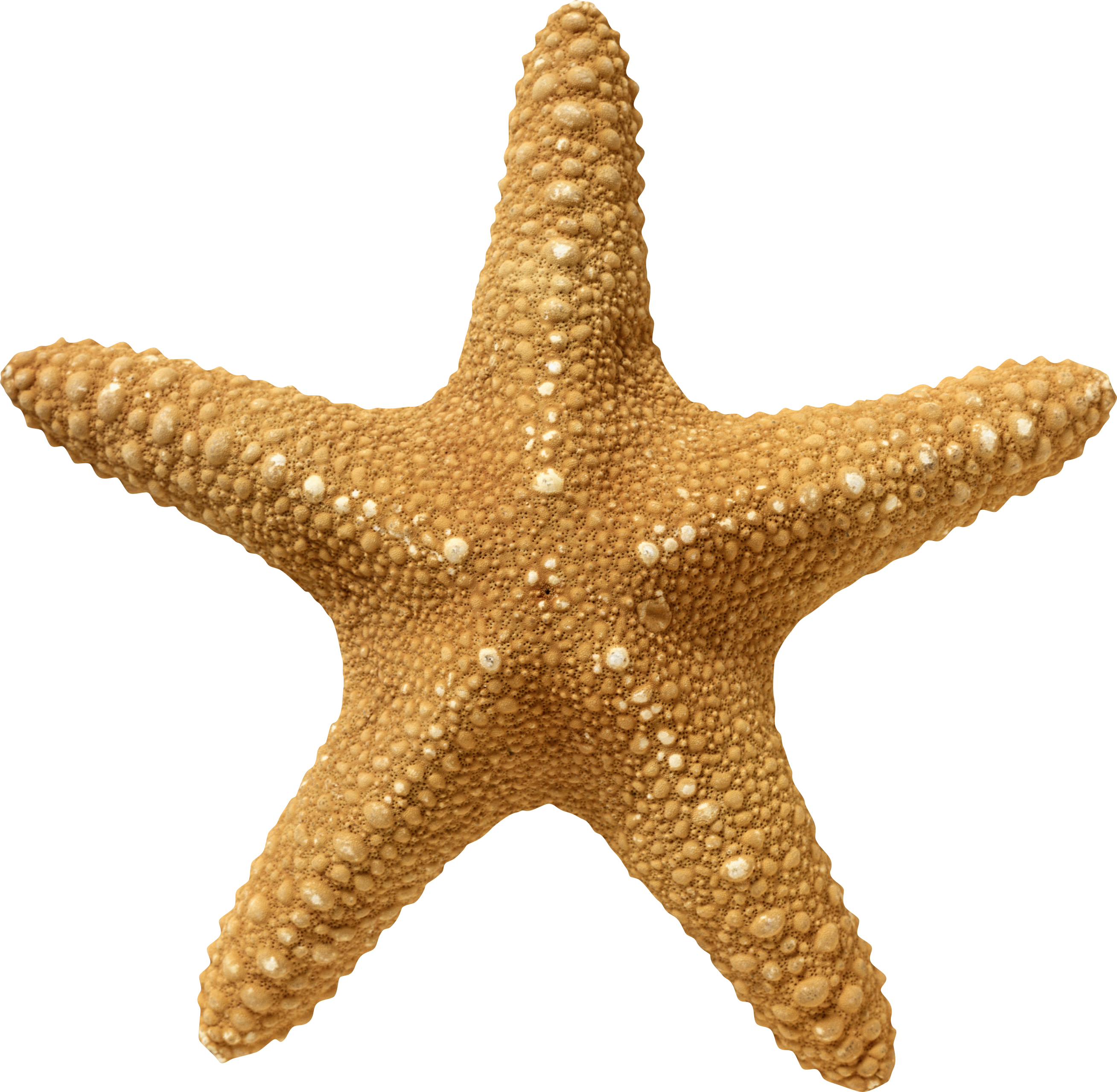 starfish png images collected for download crazypngm crazy png images download #28614