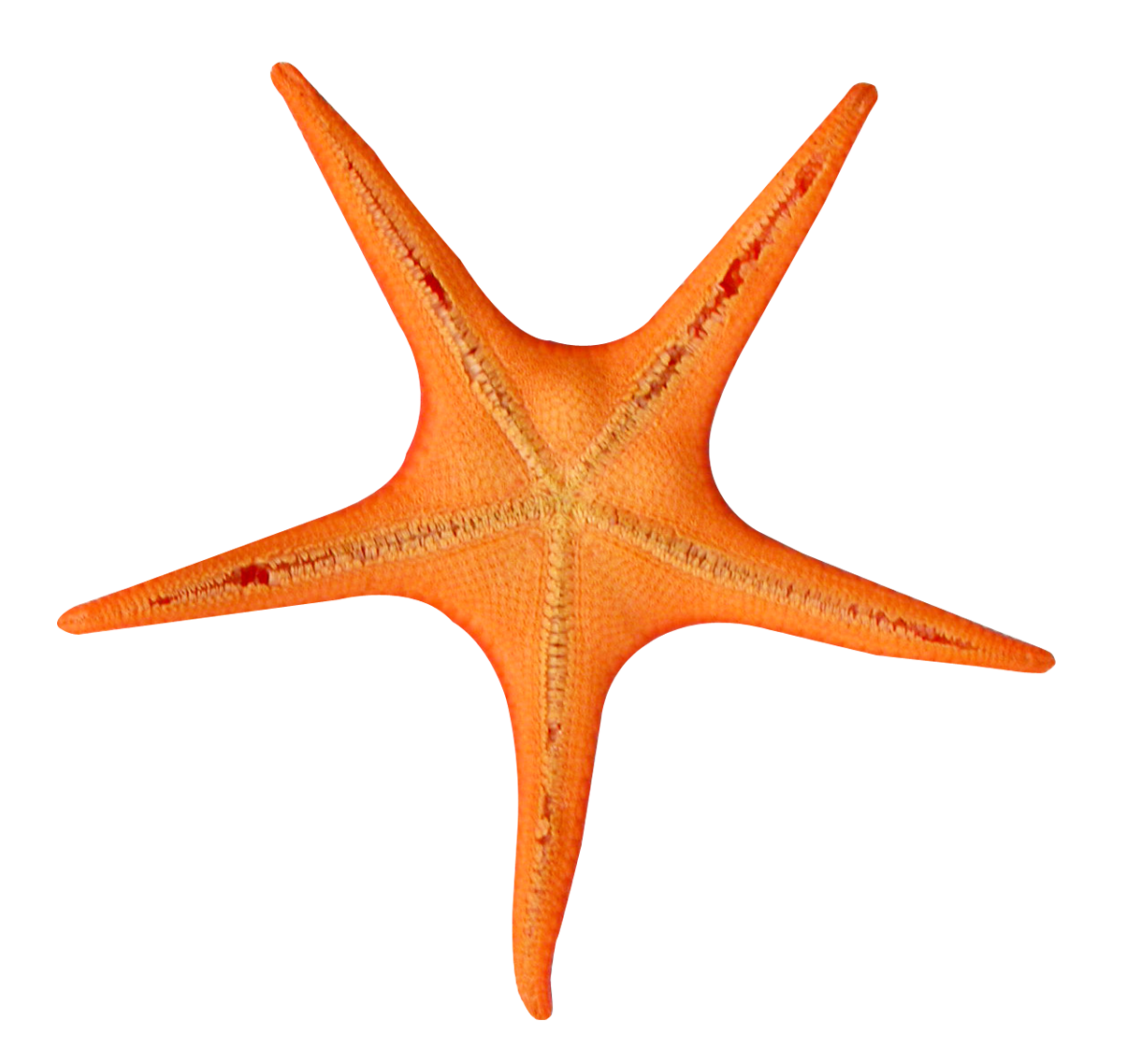 starfish png images collected for download crazypngm crazy png images download #28592
