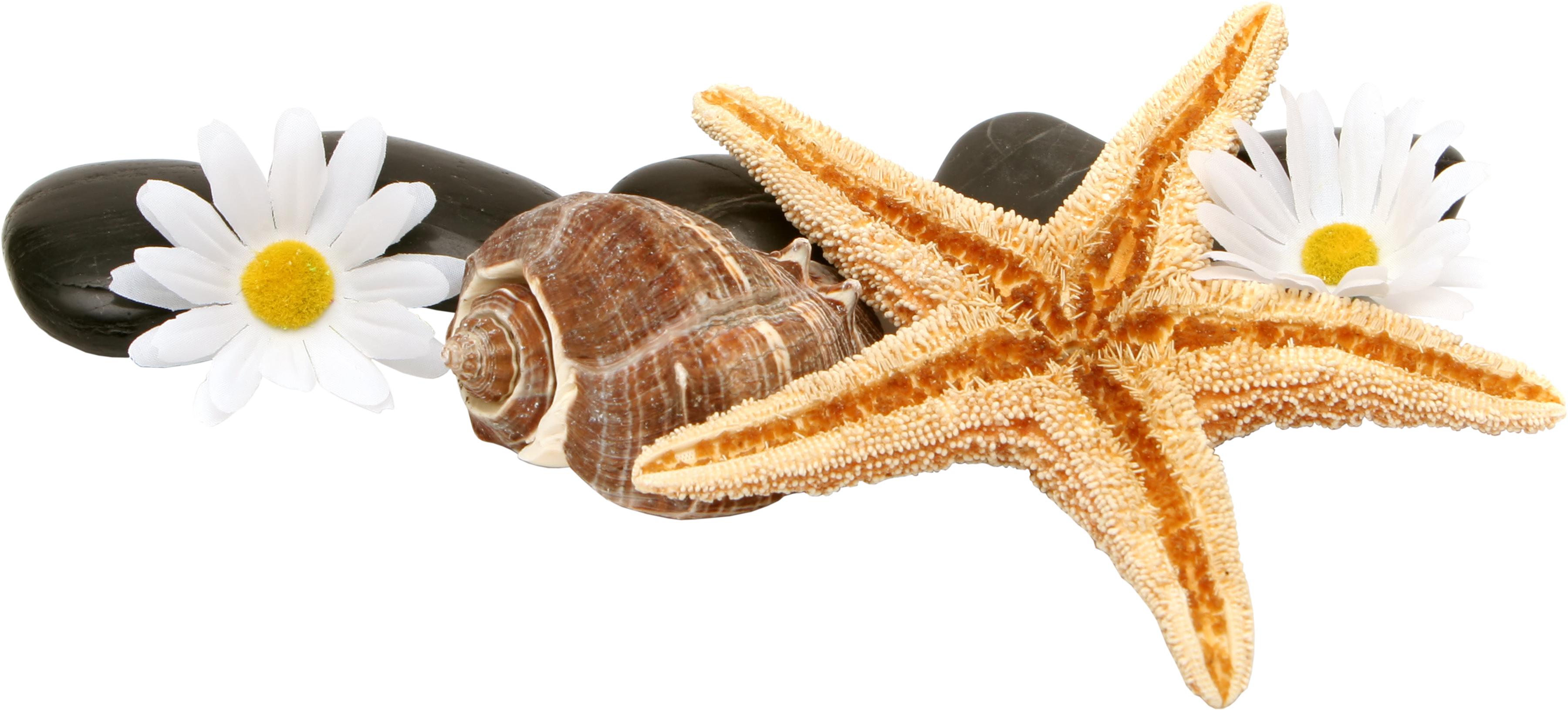 starfish png images collected for download crazypngm crazy png images download #28596
